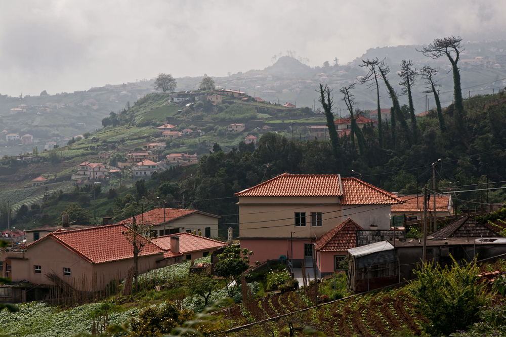 542_Madera_Sao Jorge.jpg